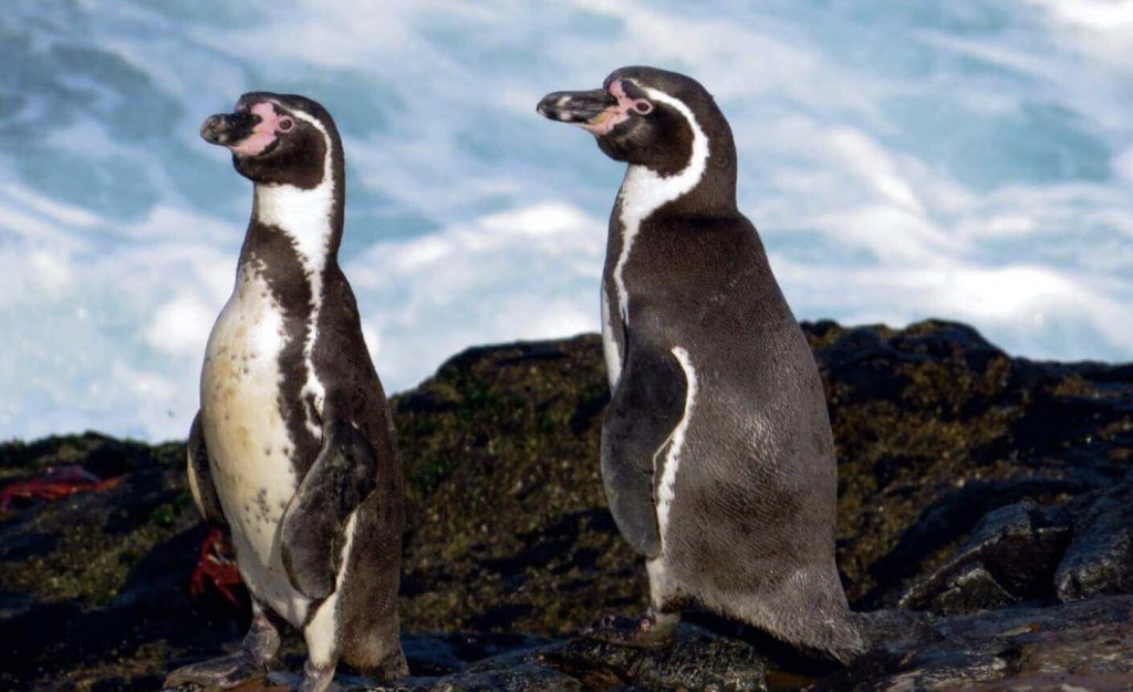 Humboldt-pingviner