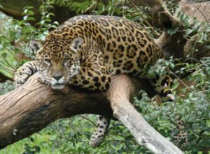 Jaguar eller Otorongo (Panthera Onca)