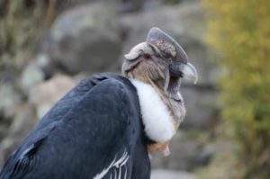 Kondor (Vultur Gryphus)