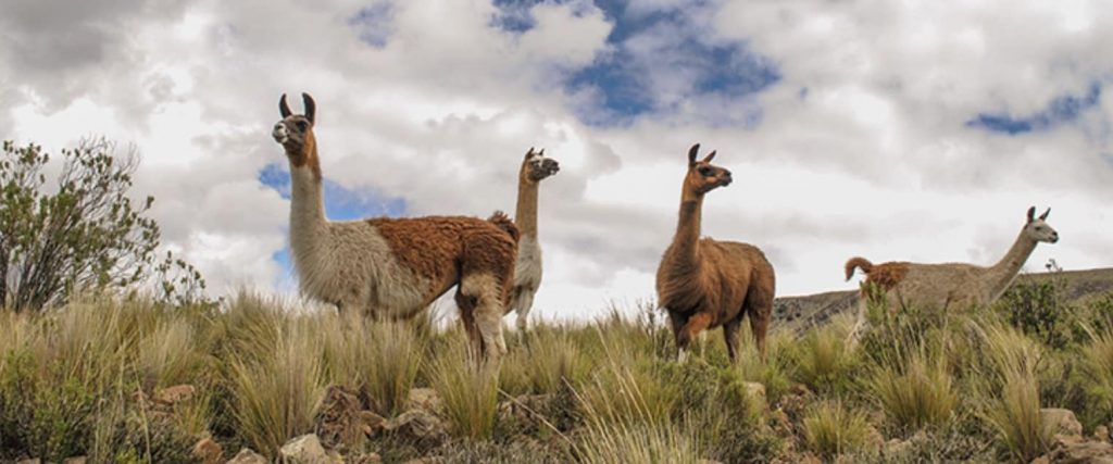 lamaer, alpacaer og vicuñas